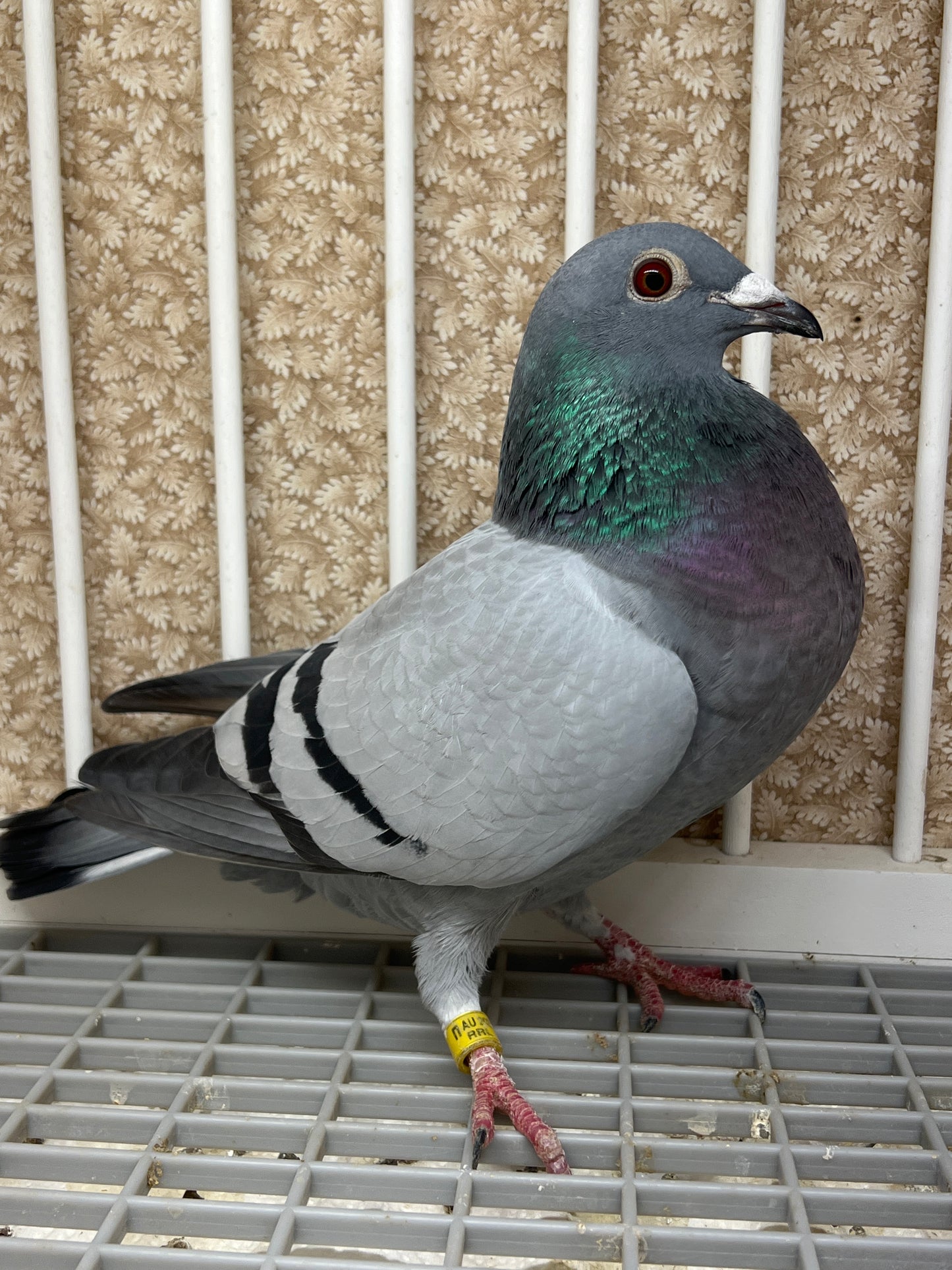 OLR Racing Pigeon "RRL 258”