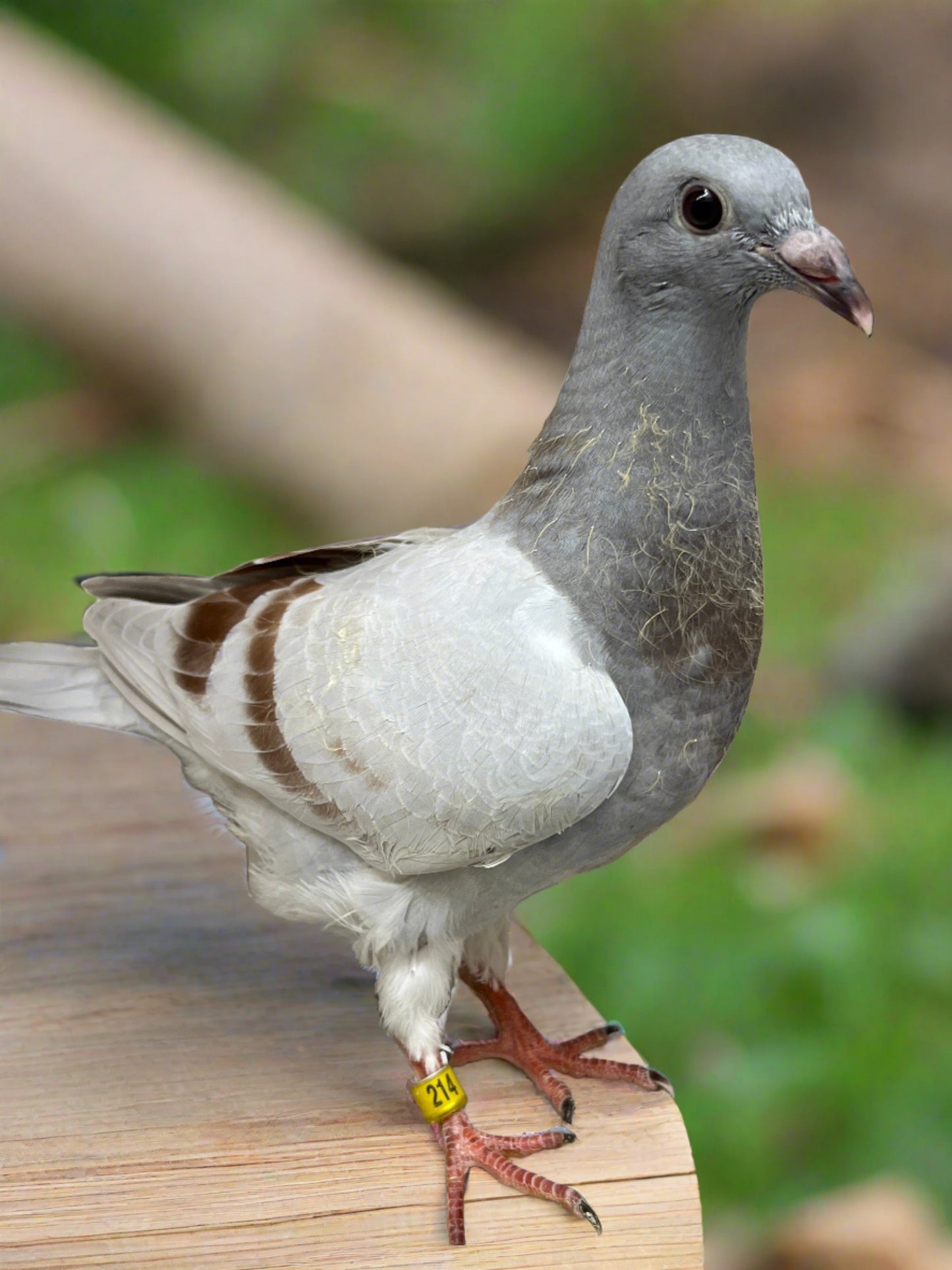 2024 Imbrecht Racing pigeon "214”(COCK)