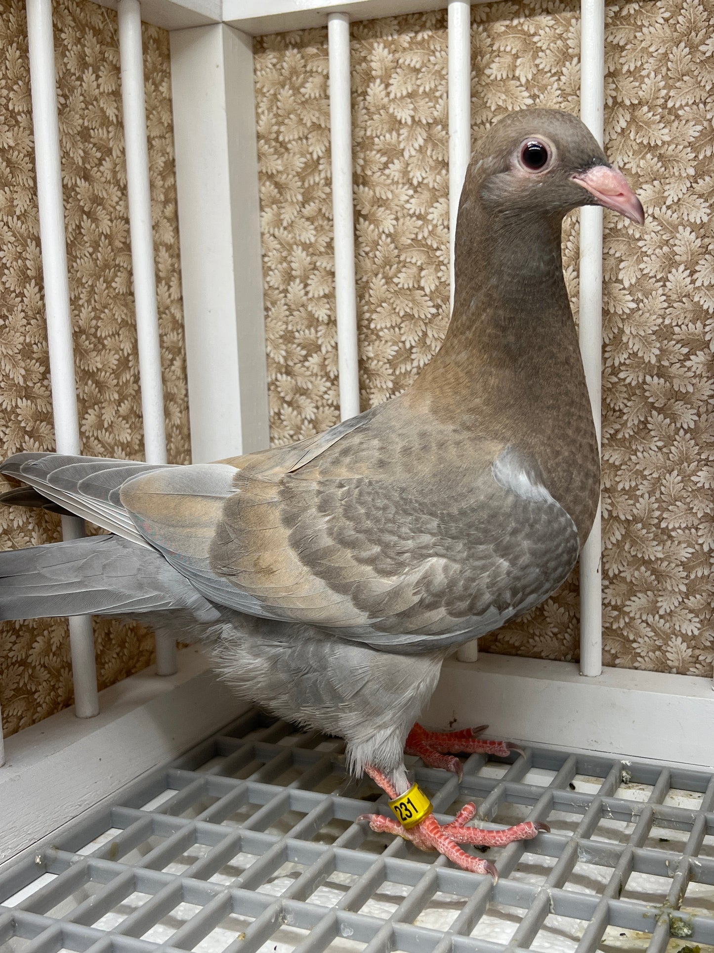 Trenton racing pigeon