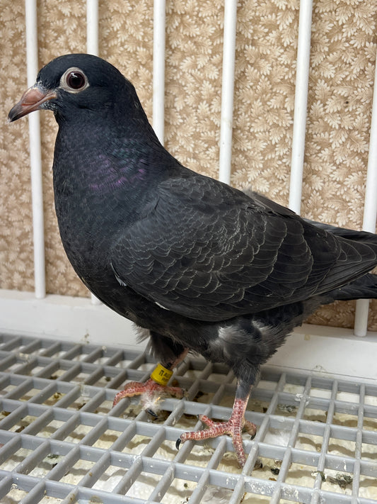 2024 Black Eagle Pigeon "RRL 197”