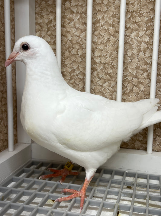 White Pigeons for sale Rocky Ridge Pigeons
