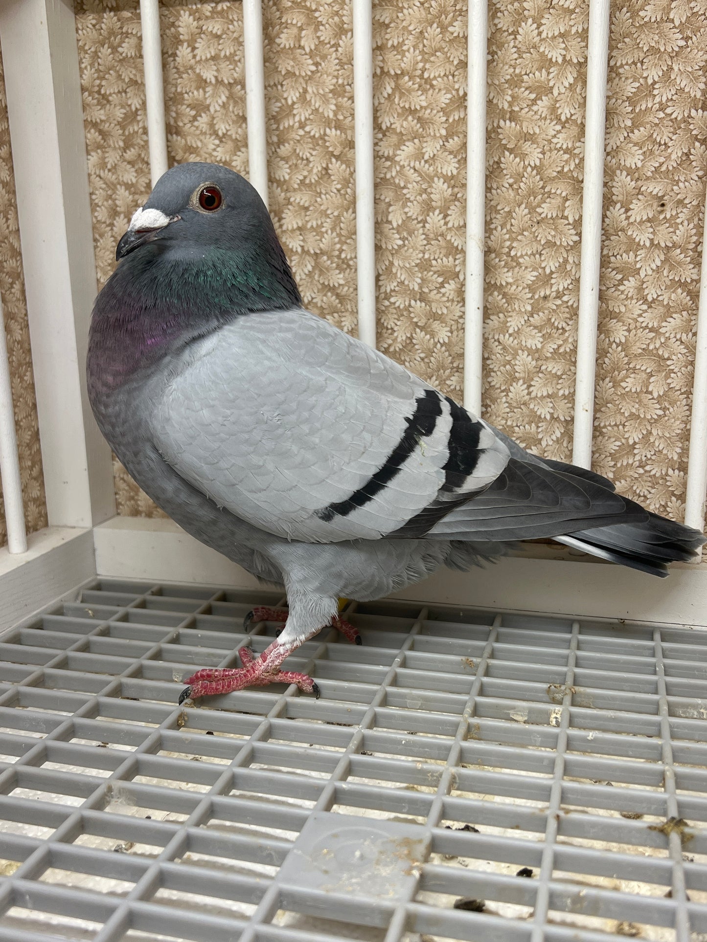 OLR Racing Pigeon "RRL 258”