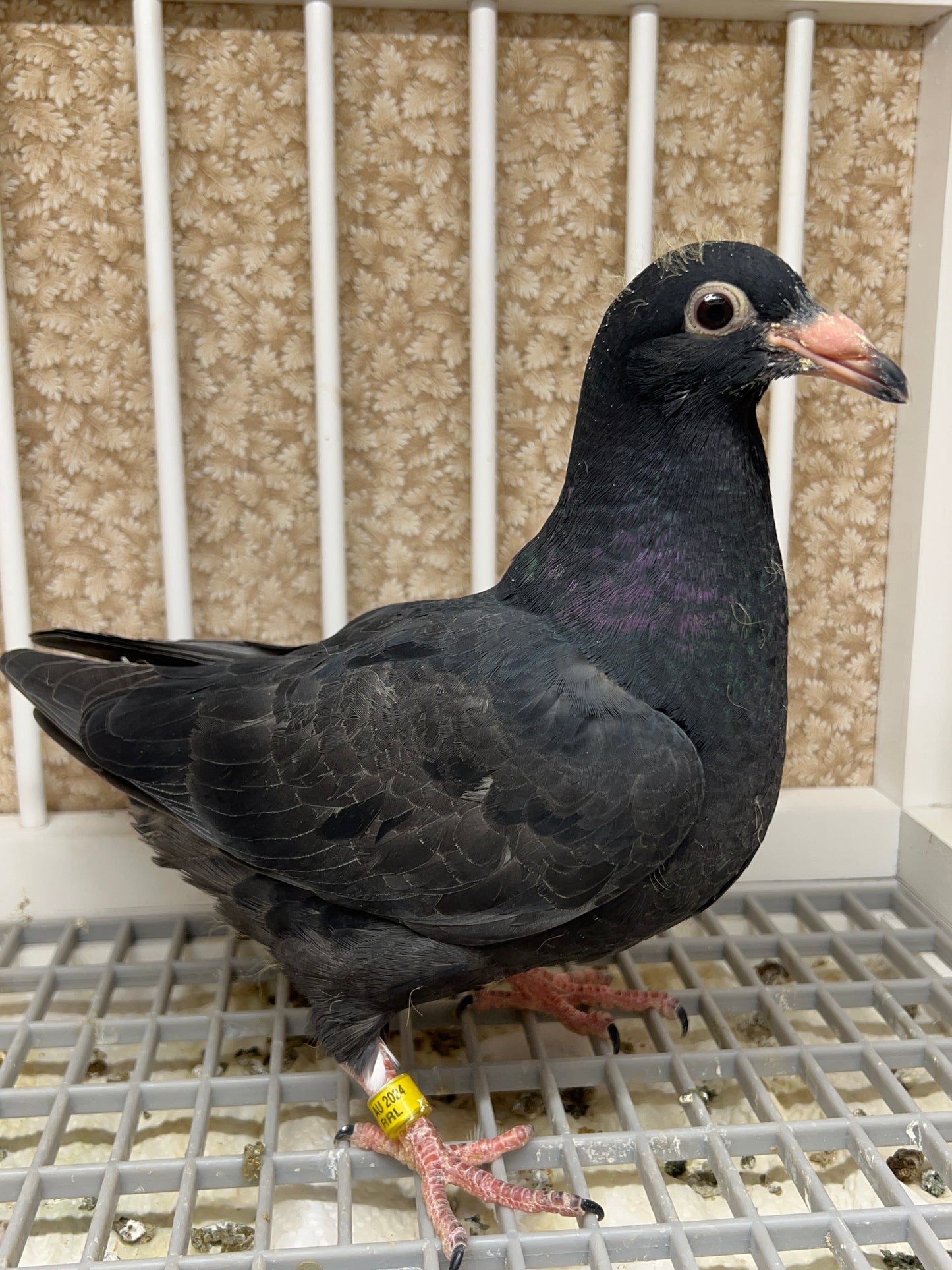 2024 Black Eagle Pigeon "RRL 191”