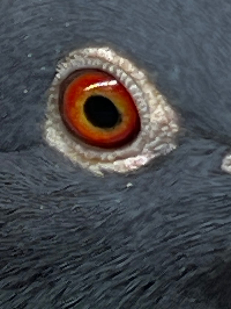 Black Eagle Pigeon *SOLD* "16028"